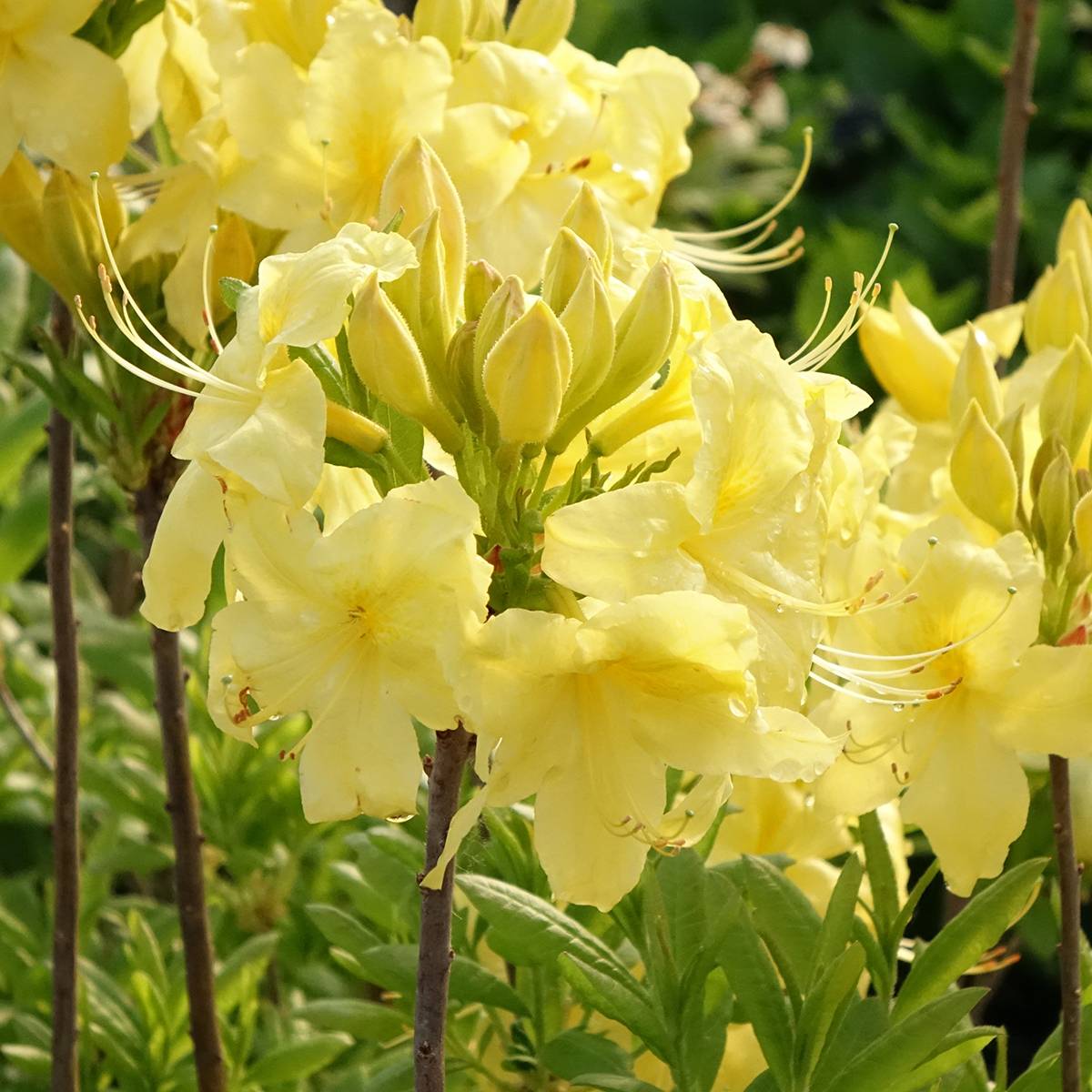 Azalée de Chine Anneke - Rhododendron hybride Pot de 4L/5L - Image 1