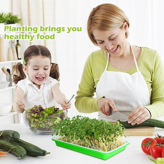 IntiMeg - Lot de 5 Plateau de germination avec trous de drainage - IntiMeg - Image 4