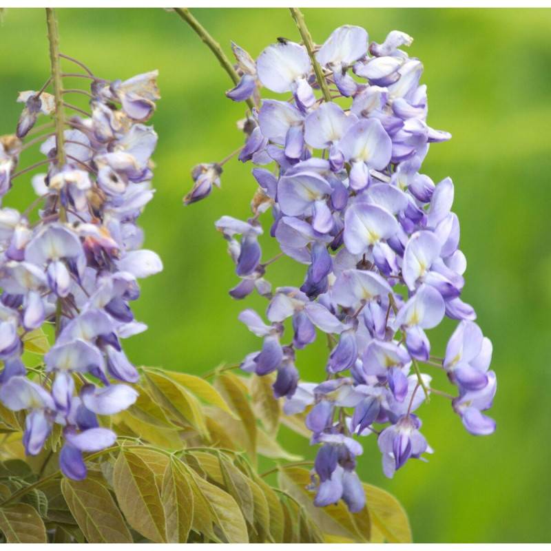 Glycine de Chine Blue Sapphire à fleurs Bleue - feuillage Caduc - Pot de 3L - Echelle bambou 60/120 cm-  hauteur à maturité De 10,00 m à 20,00 m - Image 1