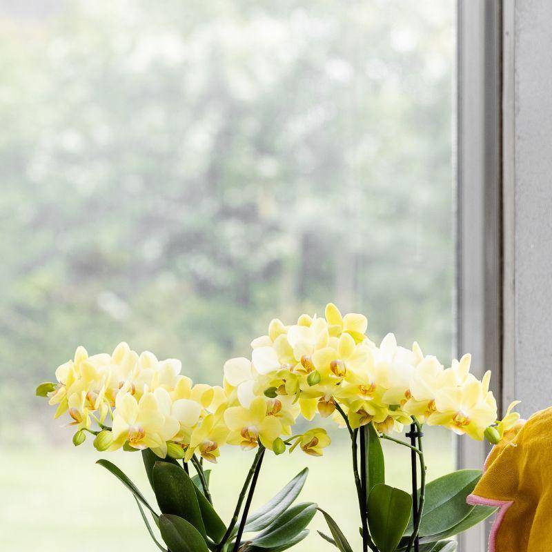 Orchidée Phalaenopsis 'Albenga' jaune - Pot de 9cm - Cognac ambré - Plantes d'intérieur - Image 3