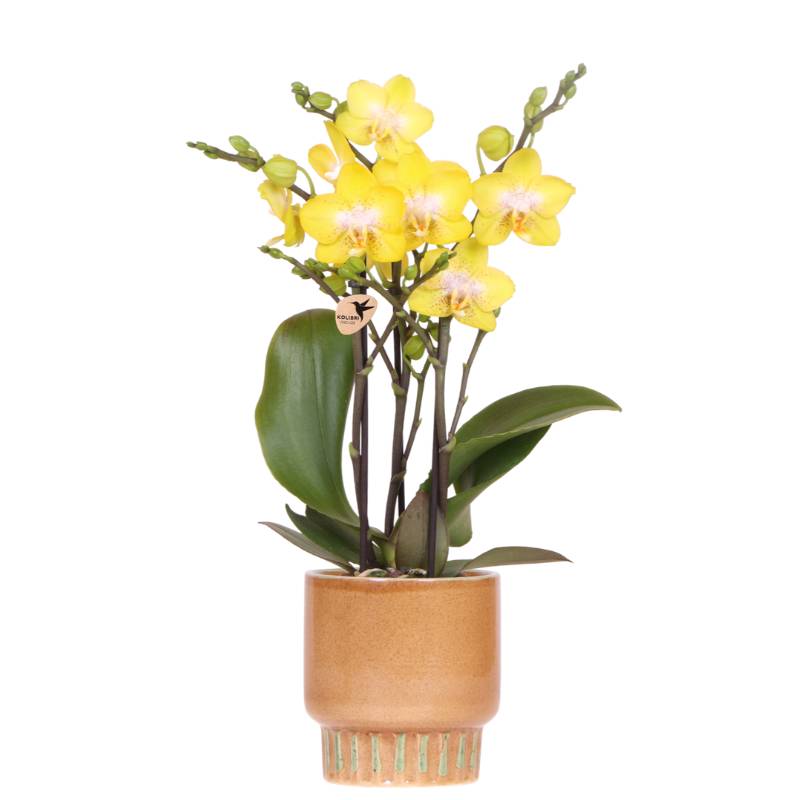 Orchidée Phalaenopsis 'Albenga' jaune - Pot de 9cm - Cognac ambré - Plantes d'intérieur - Image 1