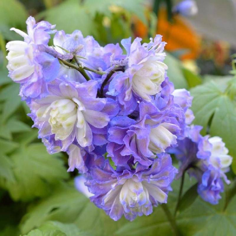 Pied-d'alouette Bolero®, Delphinium à fleurs Blanche/Bleue - feuillage Caduc - Godet - 5/20 cm - Image 1