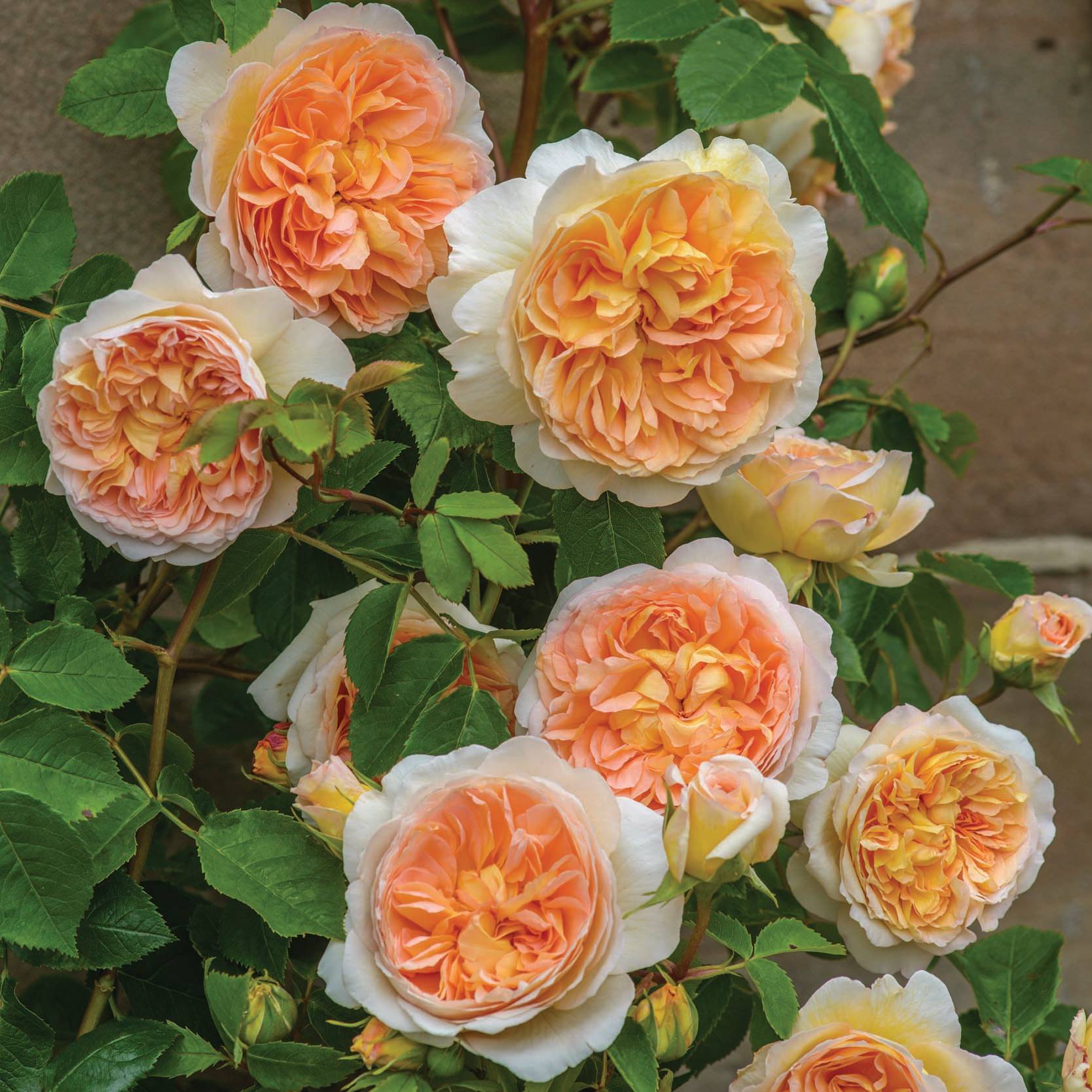 Promesse de Fleurs - Rosier David Austin Bathsheba Pot de 4L/5L