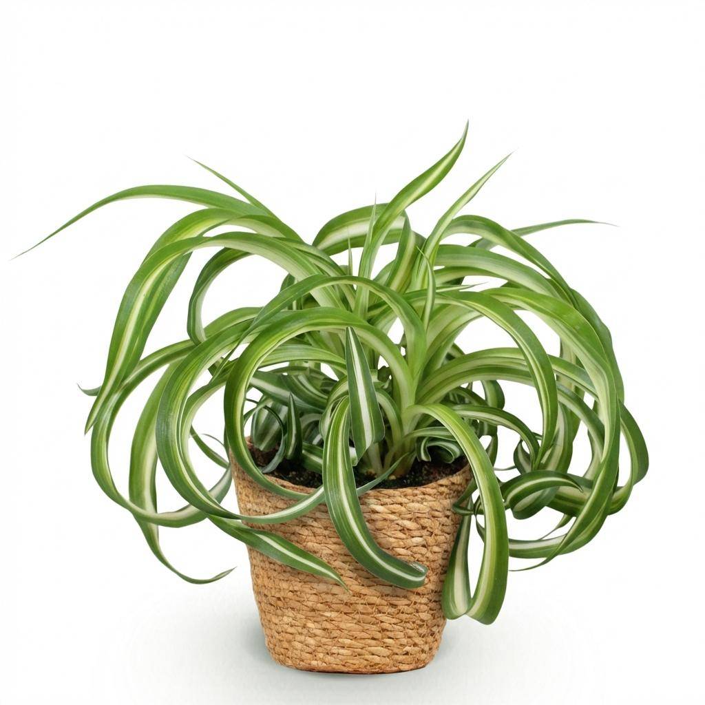 Chlorophytum comosum Bonnie - Pet-friendly - Pot de 12cm - Hauteur 20cm - 1 plante - Panier - Plantes d'intérieur - Image 2