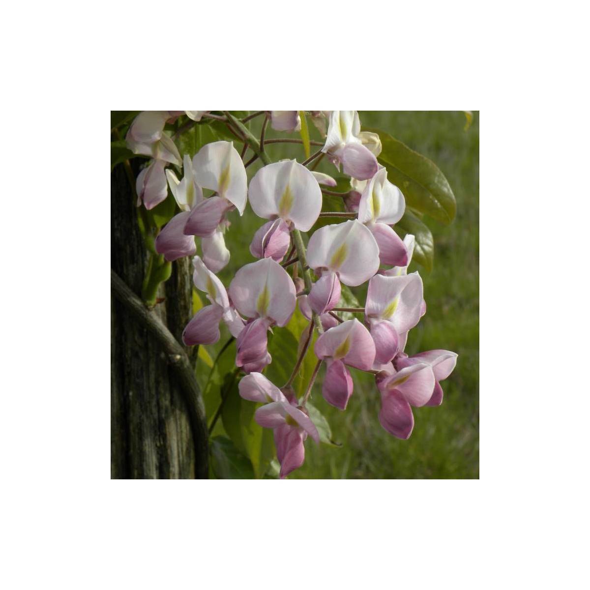 Glycine soyeuse Rosea à fleurs Rose - feuillage Caduc - Godet - 5/20 cm-  hauteur à maturité De 5,00 m à 10,00 m - Image 9