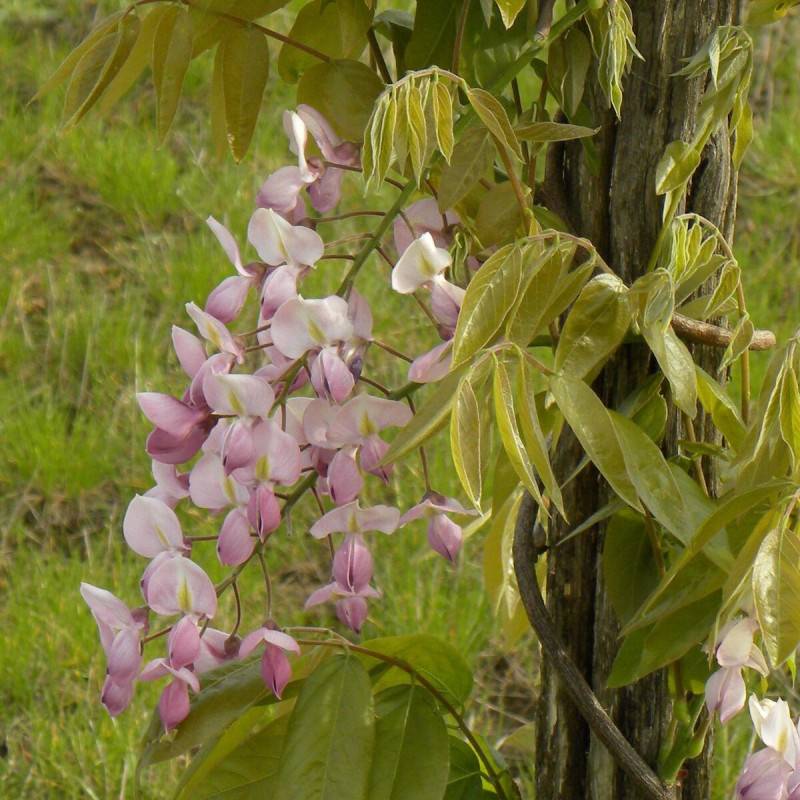 Glycine soyeuse Rosea à fleurs Rose - feuillage Caduc - Godet - 5/20 cm-  hauteur à maturité De 5,00 m à 10,00 m - Image 8