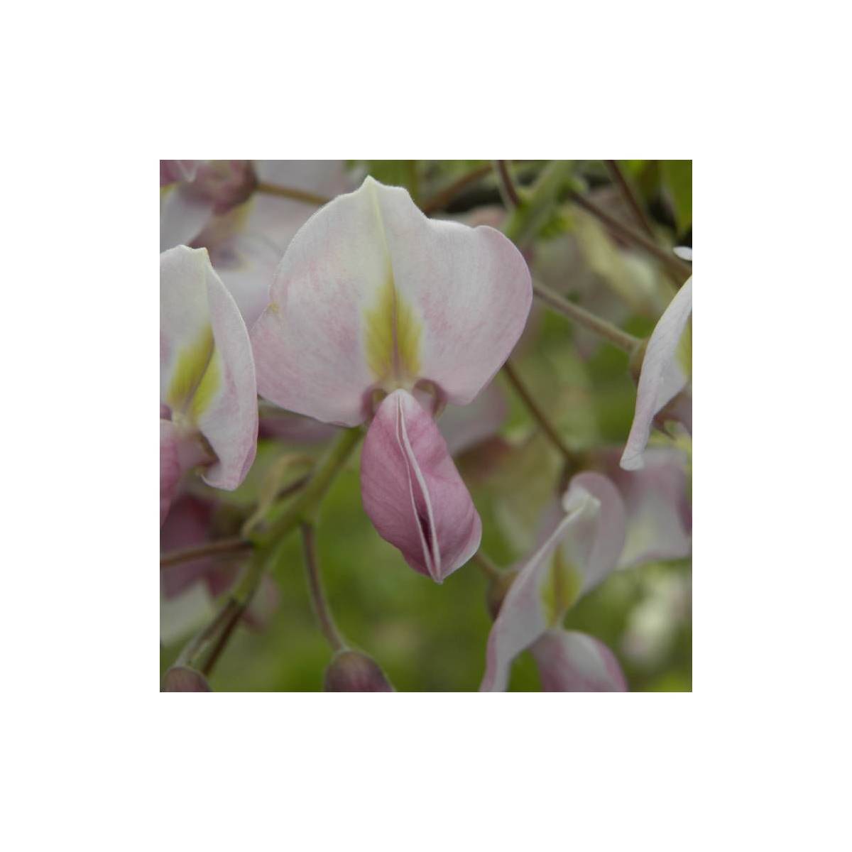 Glycine soyeuse Rosea à fleurs Rose - feuillage Caduc - Godet - 5/20 cm-  hauteur à maturité De 5,00 m à 10,00 m - Image 10