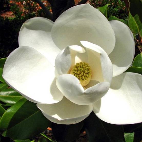 Magnolia à grandes fleurs de la Galissonière (Magnolia grandiflora 'Galissoniensis') - Godet 9cm - Pépinières Naudet - Image 1
