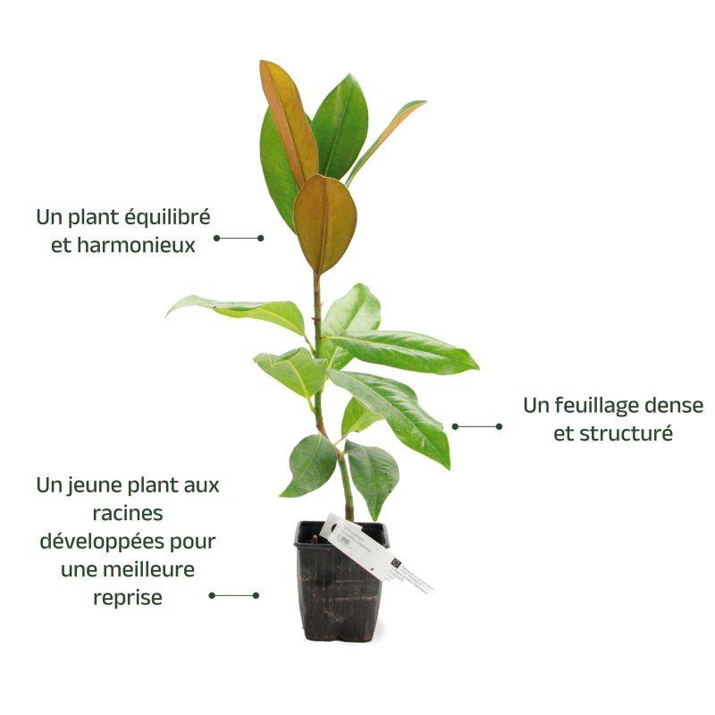 Magnolia à grandes fleurs de la Galissonière (Magnolia grandiflora 'Galissoniensis') - Godet 9cm - Pépinières Naudet - Image 3