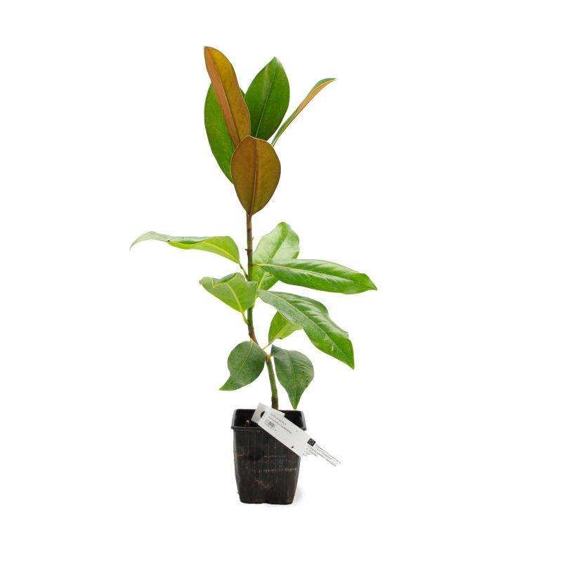 Magnolia à grandes fleurs de la Galissonière (Magnolia grandiflora 'Galissoniensis') - Godet 9cm - Pépinières Naudet - Image 2