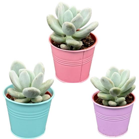 Trio de Pachyphytum Oviferum en Pots de Zinc Colorés- La Green Touch - Image 1
