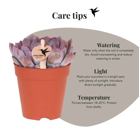 Succulente Echeveria Summer - Ø9cm - ↕13cm - Plantes d'intérieur - Image 2