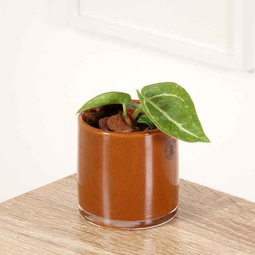Anthurium crystallinum Pot de 12 cm / 13 cm
