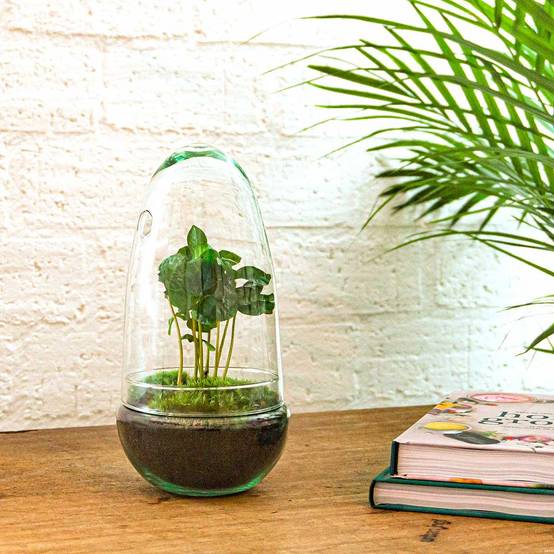 Terrarium à composer œuf en verre recyclé - Ø12-H25cm - sans outils - caféier - Terrarium DIY - Image 4