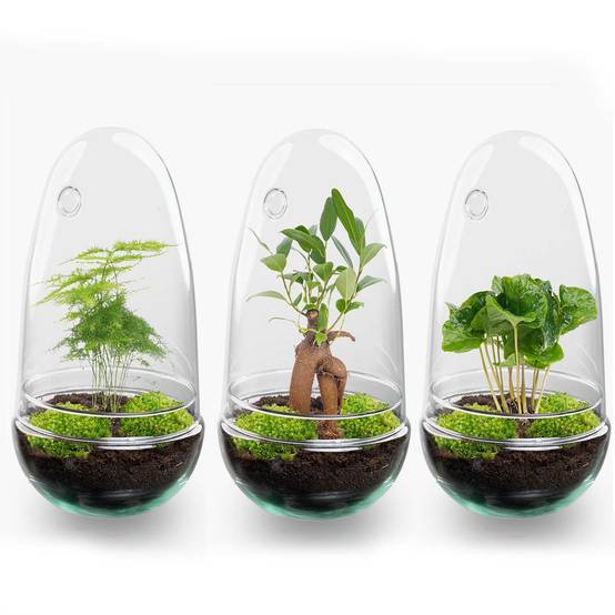 Terrarium à composer œuf en verre recyclé - Ø12-H25cm - sans outils - caféier - Terrarium DIY - Image 5