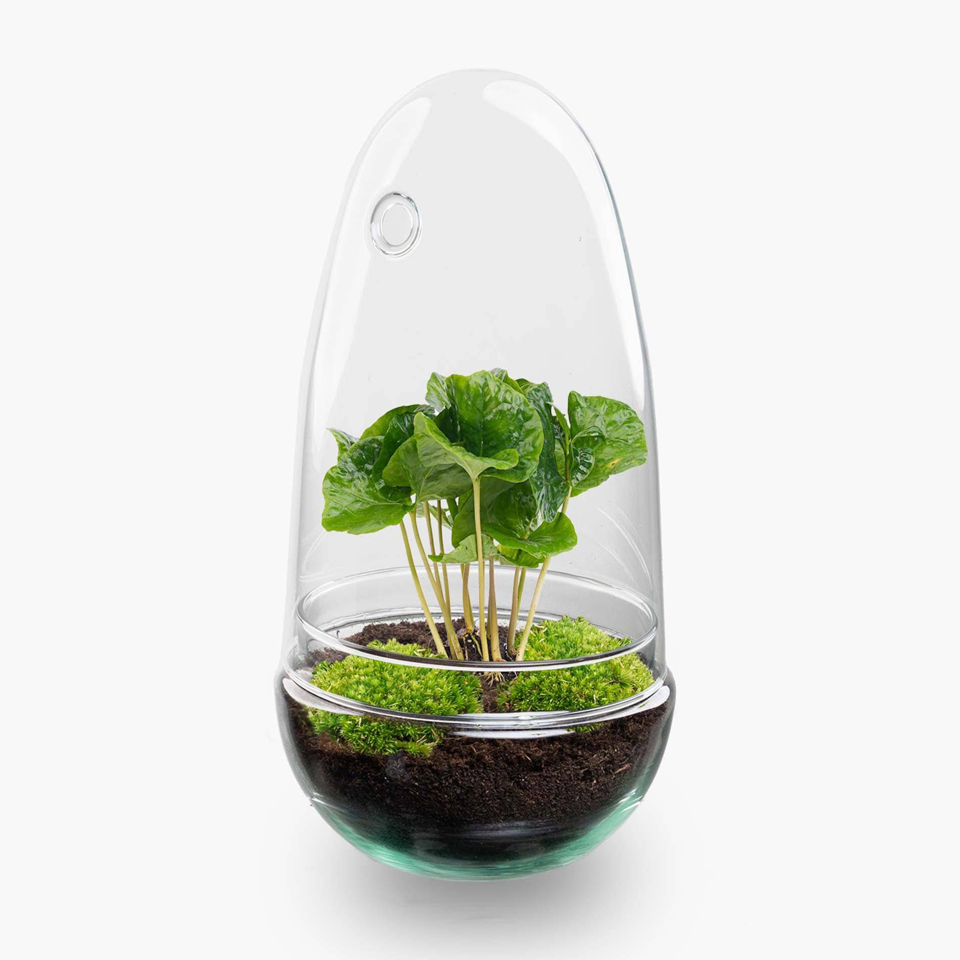 Terrarium à composer œuf en verre recyclé - Ø12-H25cm - sans outils - caféier - Terrarium DIY - Image 1