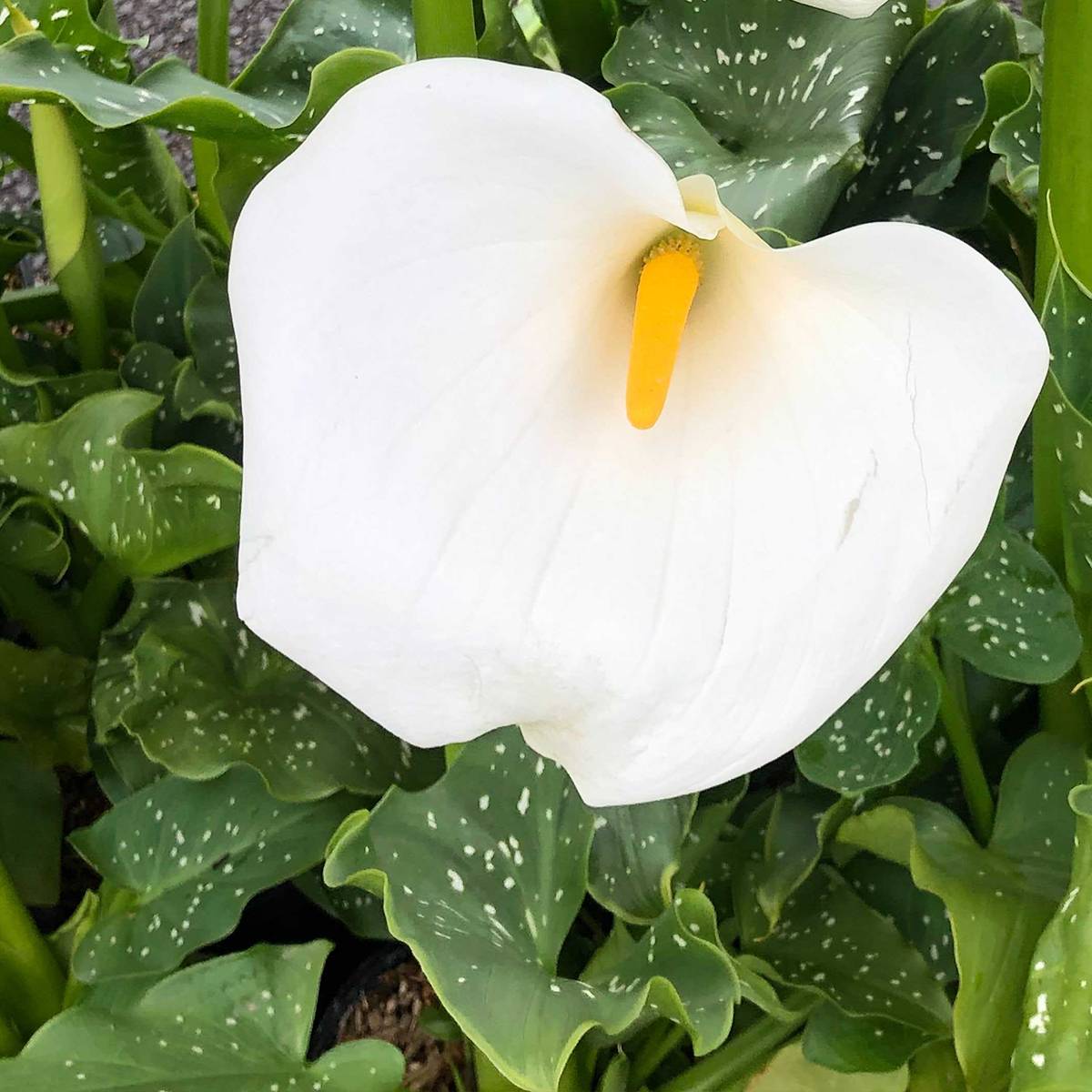 Promesse de Fleurs - Zantedeschia aethiopica Himalaya - Arum d'Ethiopie géant Pot de 2L/3L