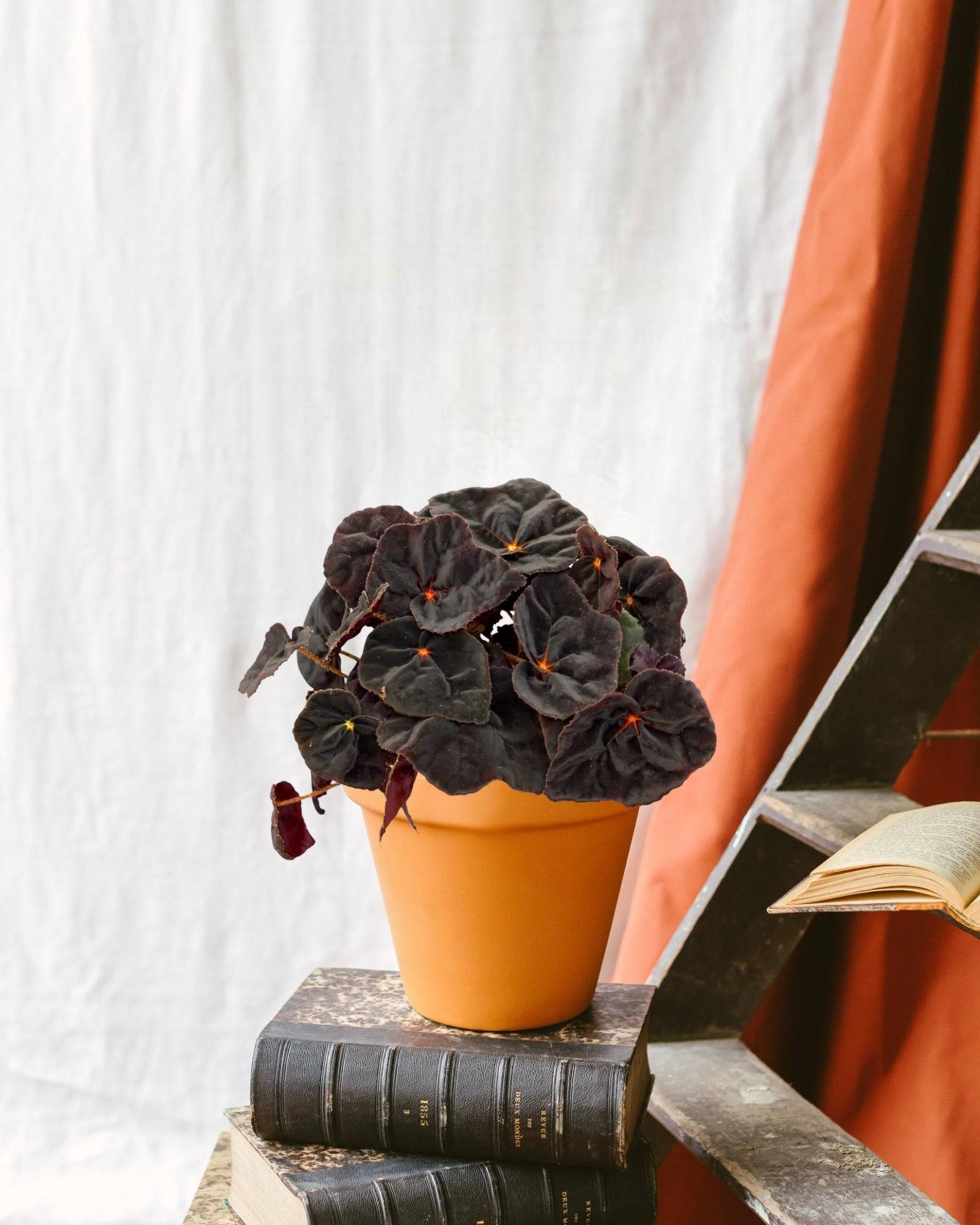 Begonia Rex Conga 25cm - Plante d'intérieur- La Green Touch - Image 2