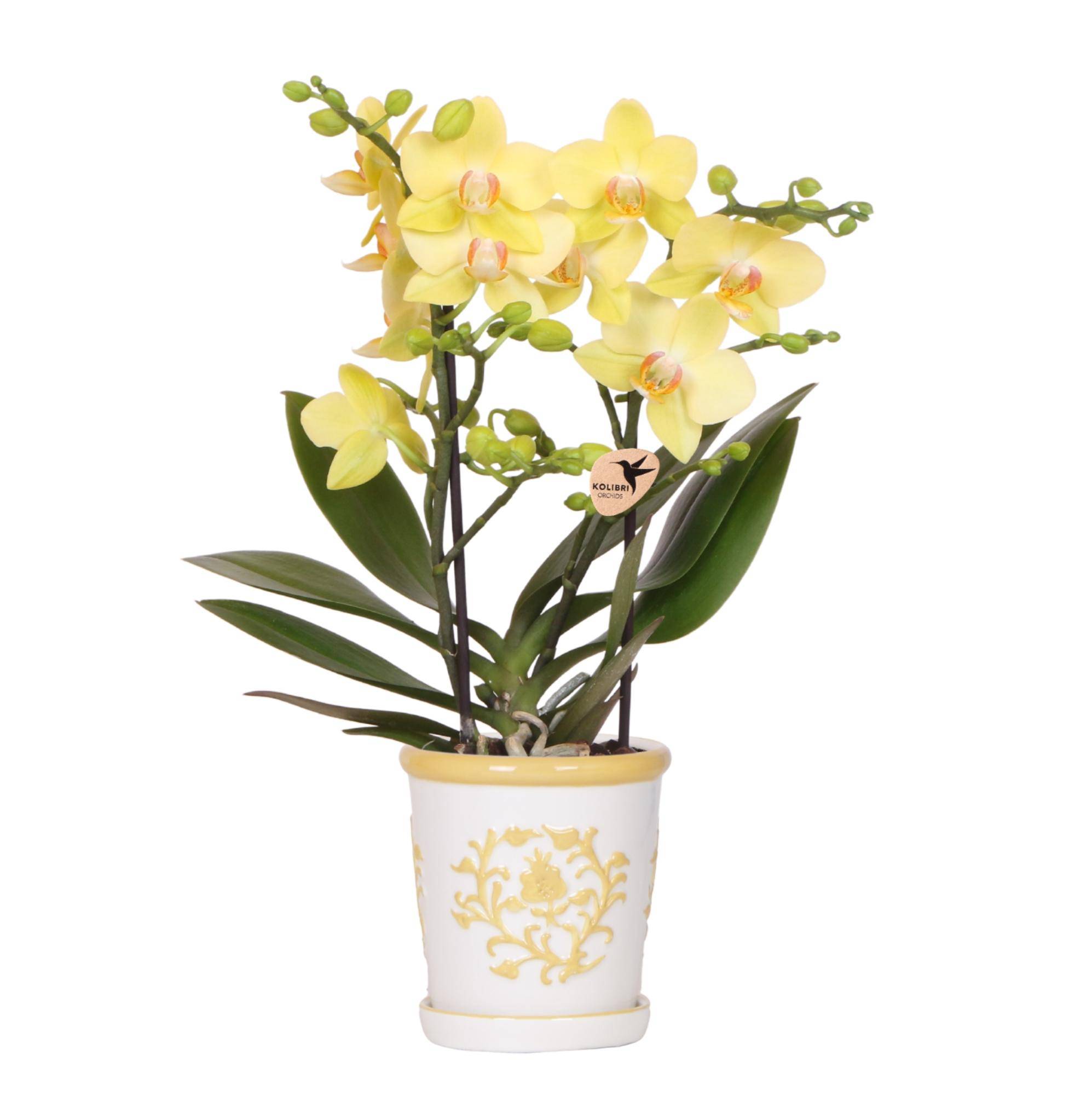 Orchidée jaune avec cache-pot - Ø9cm - ↕35cm
