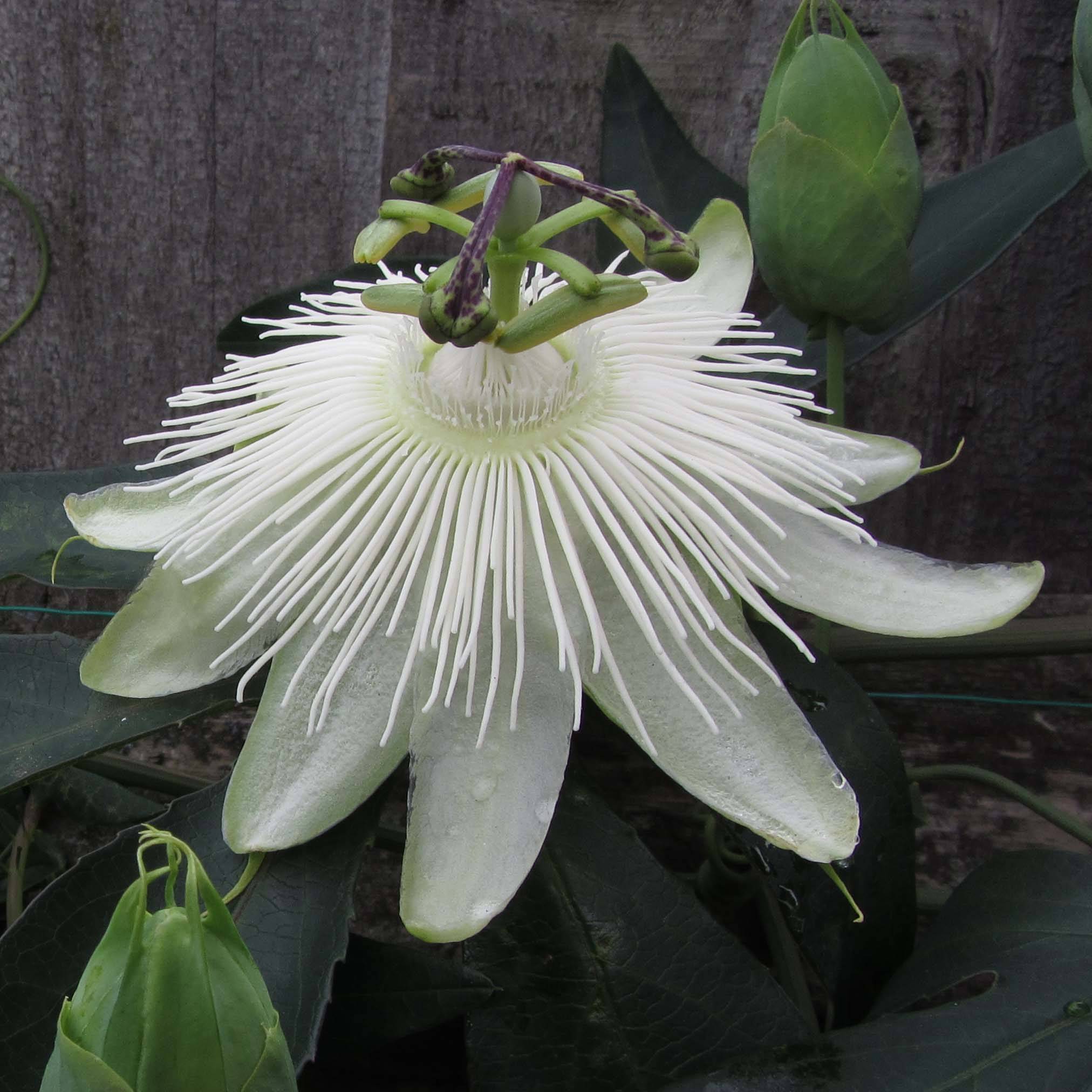 Passiflore Snow Queen - Fleur de la Passion Pot de 2L/3L