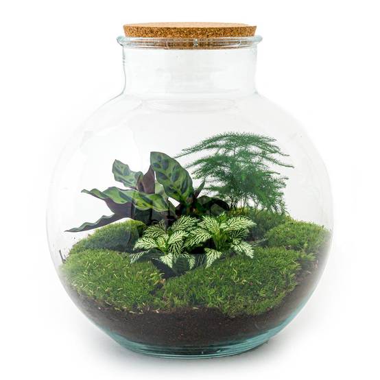 Kit Terrarium Diy - D30 H30cm - Image 3