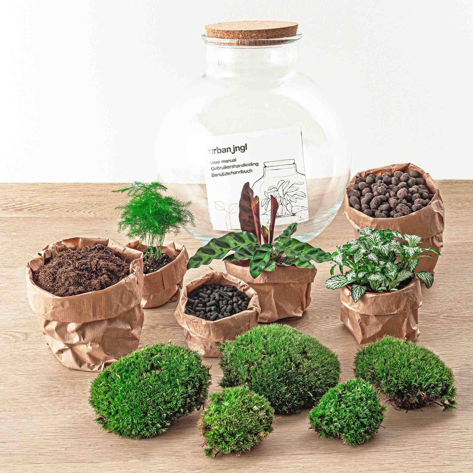 Kit Terrarium Diy - D30 H30cm - Image 4