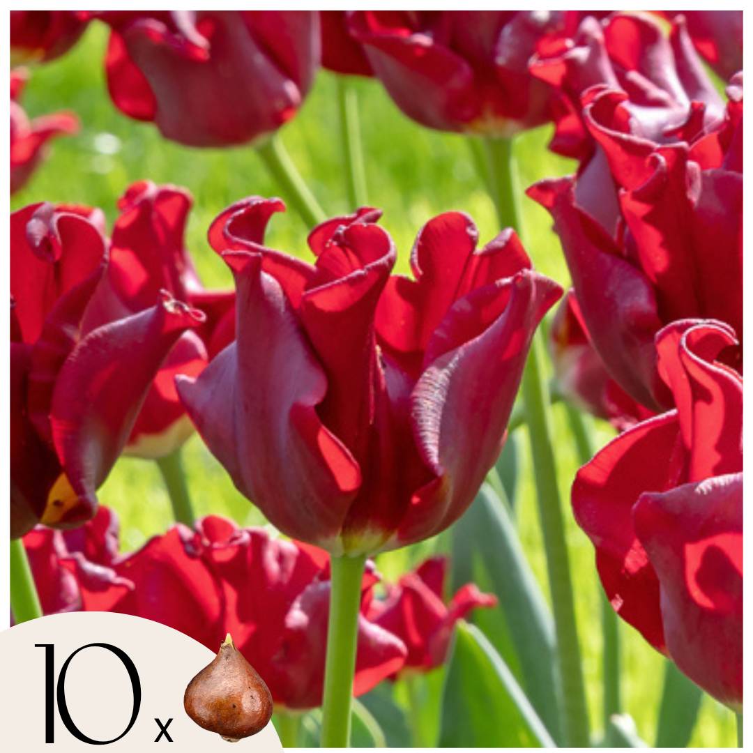 Plant In A Box - Bulbes de tulipes 'Red Dress' - Lot de 10 - Rouge foncé - Rustiques & vivaces