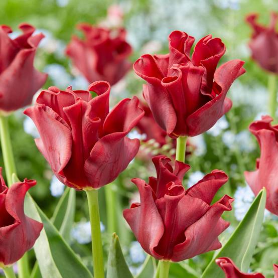 Plant In A Box - Bulbes de tulipes 'Red Dress' - Lot de 10 - Rouge foncé - Rustiques & vivaces - Image 3