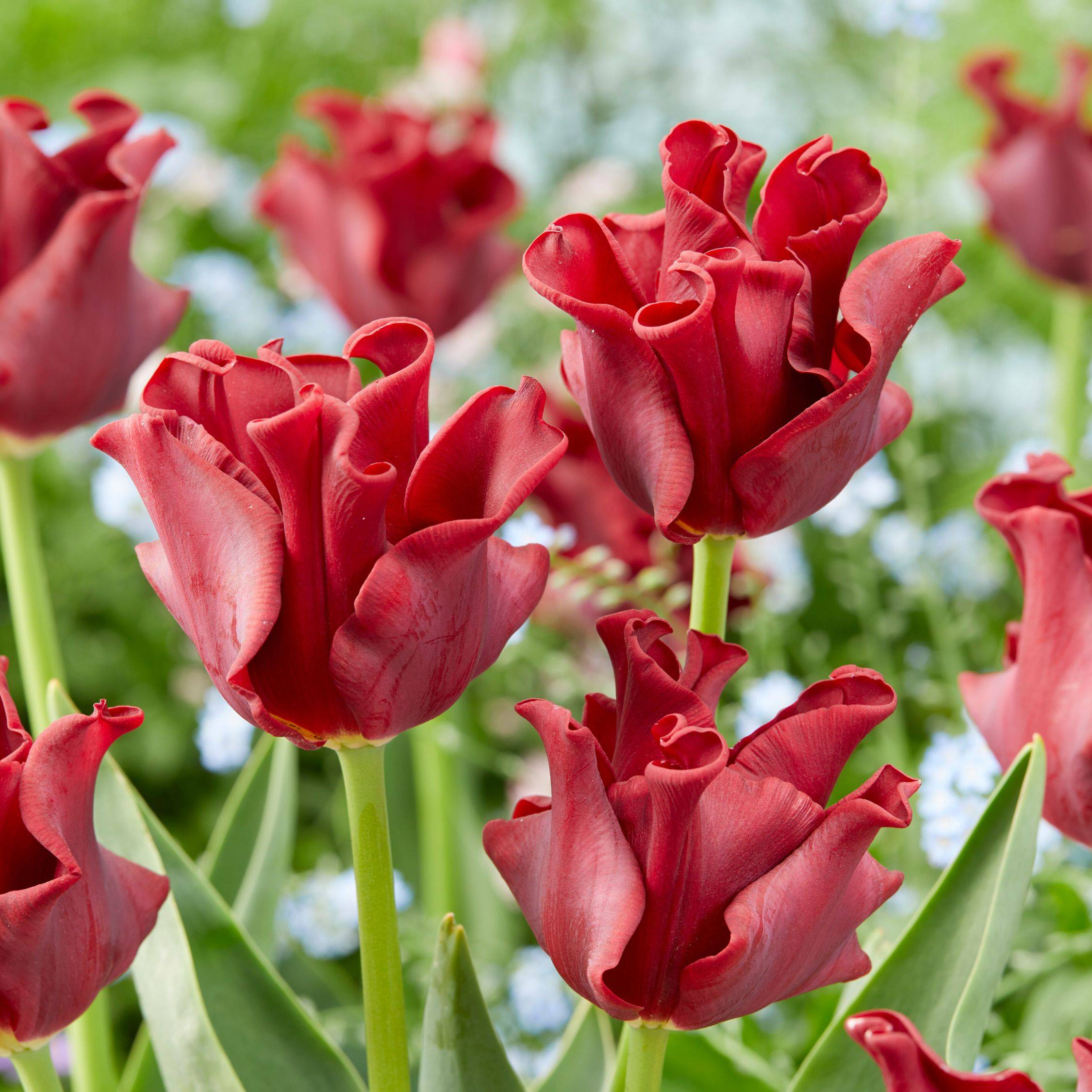 Plant In A Box - Bulbes de tulipes 'Red Dress' - Lot de 10 - Rouge foncé - Rustiques & vivaces - Image 3