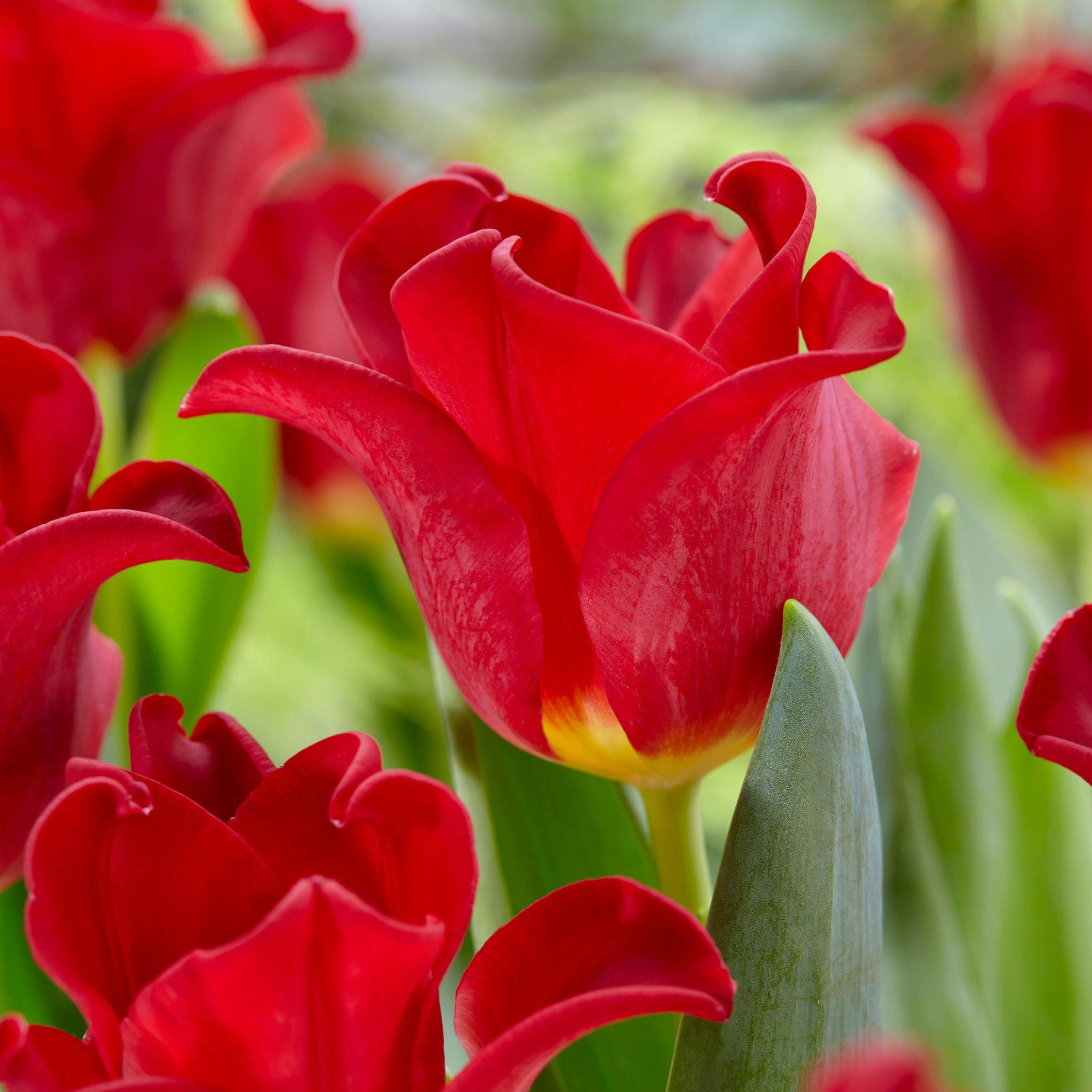 Plant In A Box - Bulbes de tulipes 'Red Dress' - Lot de 10 - Rouge foncé - Rustiques & vivaces - Image 5