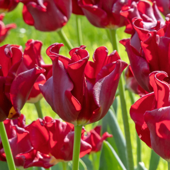Plant In A Box - Bulbes de tulipes 'Red Dress' - Lot de 10 - Rouge foncé - Rustiques & vivaces - Image 4
