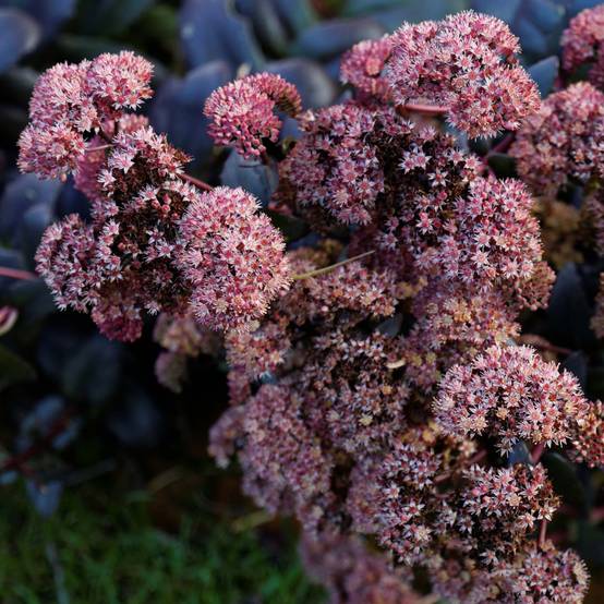 Sedum Purple Emperor - Orpin Godet de 8/9 cm