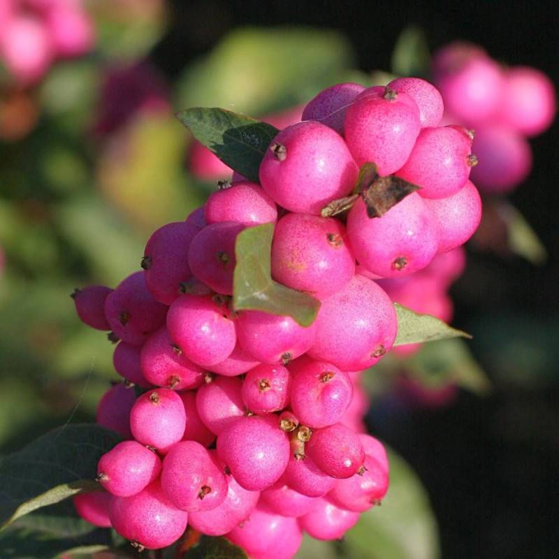 Symphorine Magical® Temptation 'Kolmatemta', Symphoricarpos à fleurs Blanche - feuillage Caduc - Godet - 5/20 cm-  hauteur à maturité De 1,00 m à 1,50 - Image 1