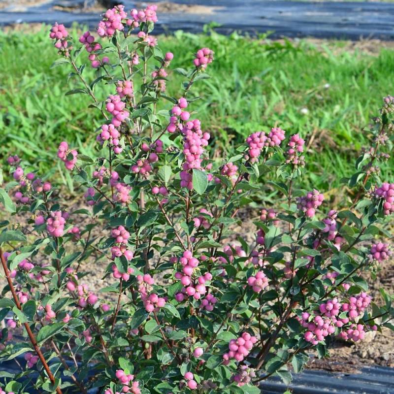 Symphorine Magical® Temptation 'Kolmatemta', Symphoricarpos à fleurs Blanche - feuillage Caduc - Godet - 5/20 cm-  hauteur à maturité De 1,00 m à 1,50 - Image 3