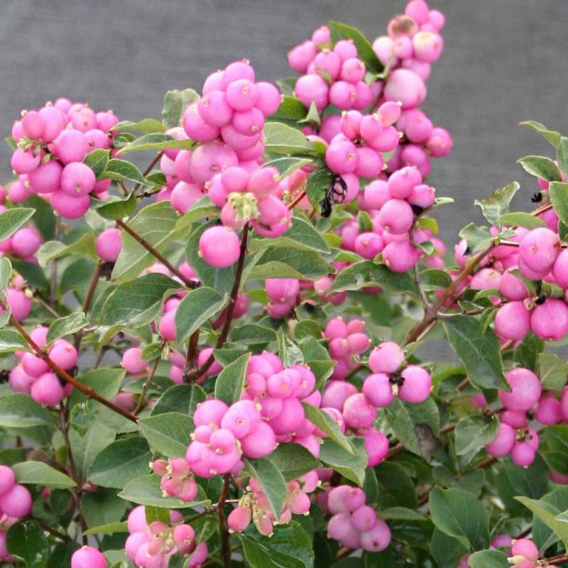 Symphorine Magical® Temptation 'Kolmatemta', Symphoricarpos à fleurs Blanche - feuillage Caduc - Godet - 5/20 cm-  hauteur à maturité De 1,00 m à 1,50 - Image 4