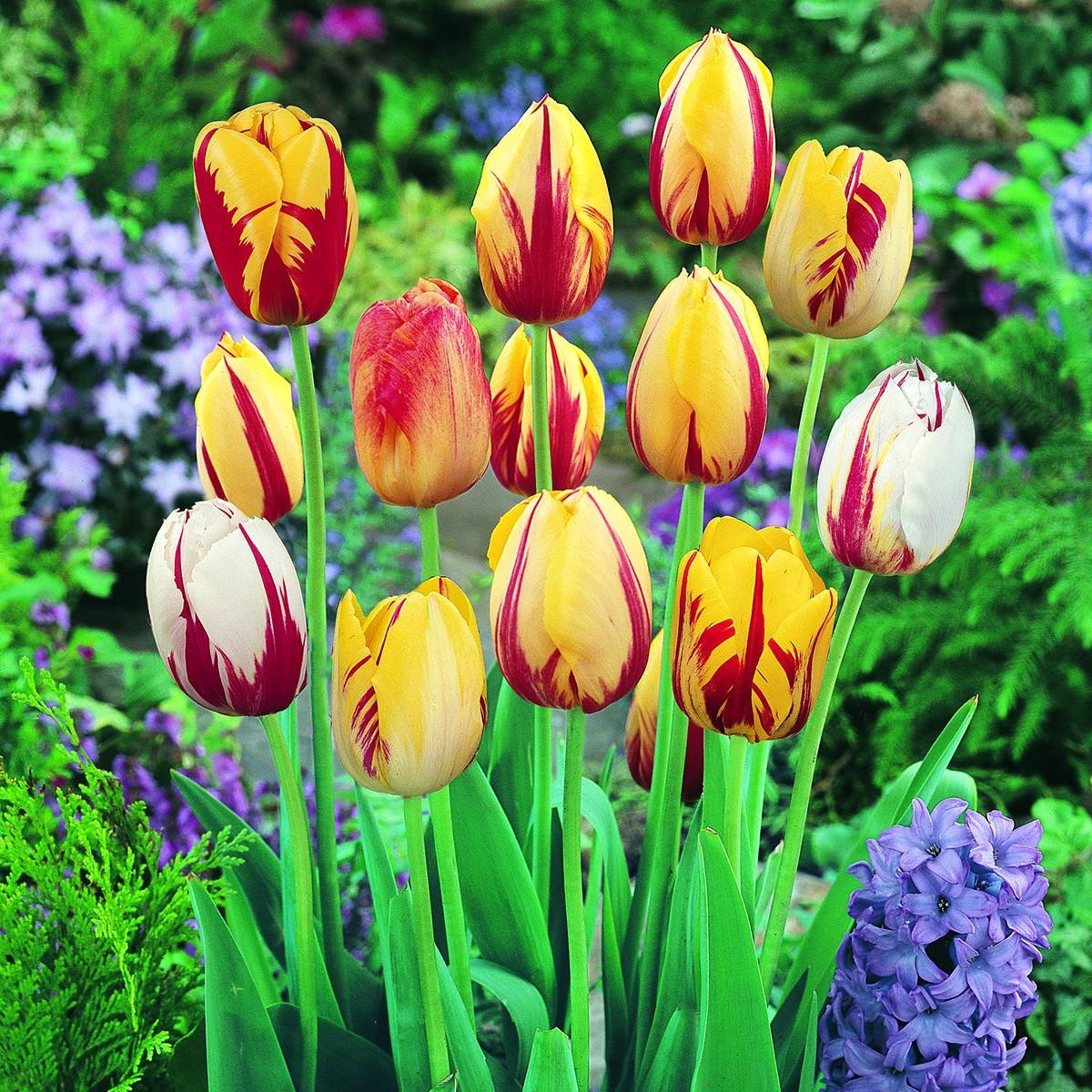Promesse de Fleurs - Tulipes Rembrandt en mélange Bulbe calibre 12+ (par 10)