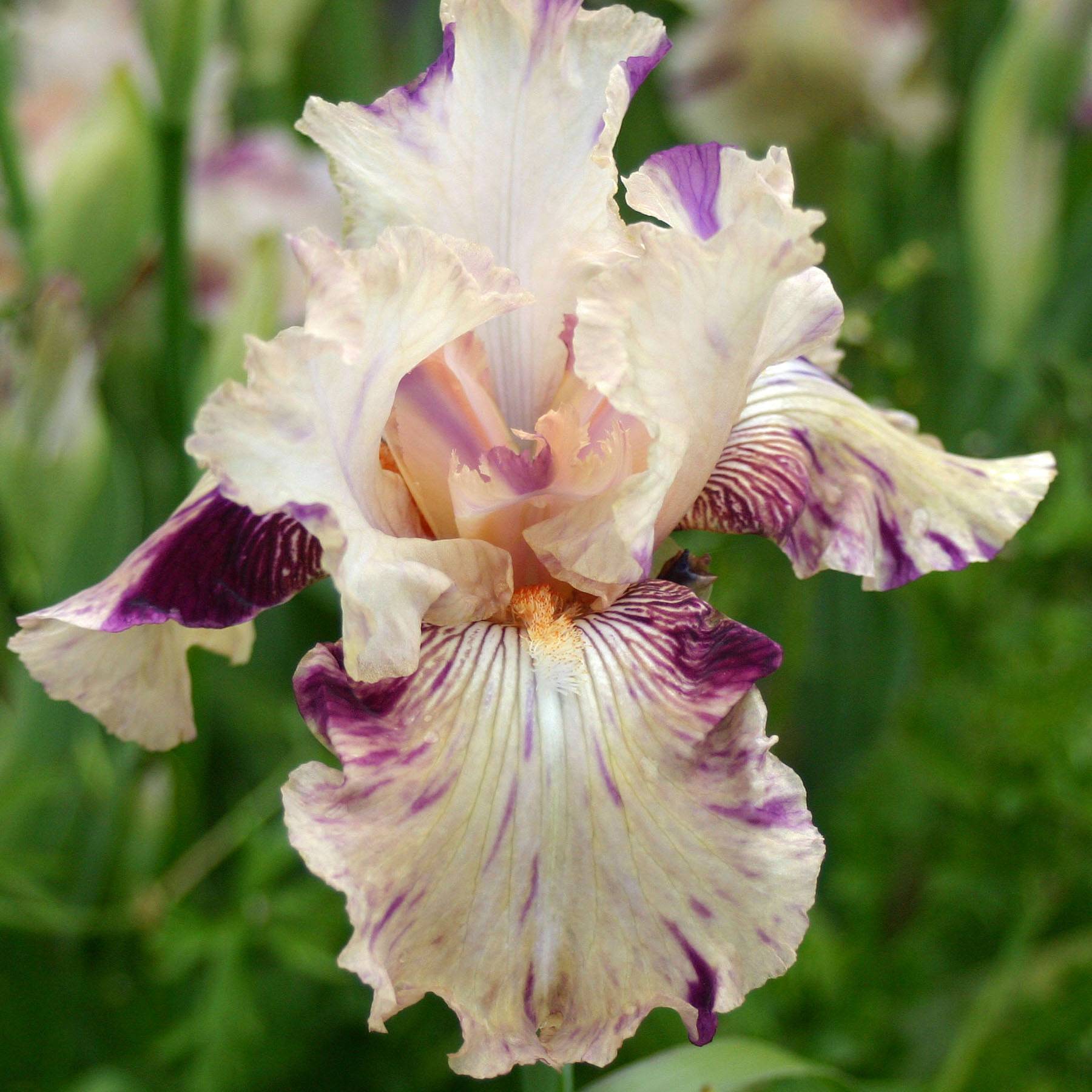 Promesse de Fleurs - Iris germanica Raspberry Silk Rhizome
