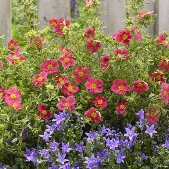 Potentilla fruticosa Danny Boy - Potentille arbustive à fleurs simples rose framboise Pot de 2L/3L - Image 3
