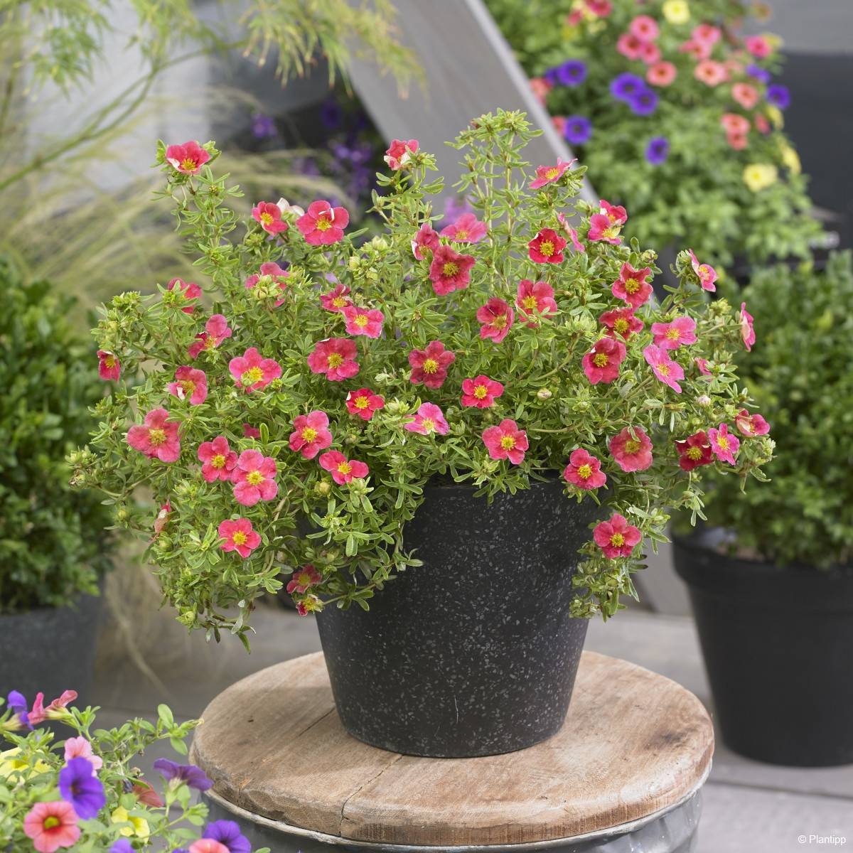 Potentilla fruticosa Danny Boy - Potentille arbustive à fleurs simples rose framboise Pot de 2L/3L - Image 4