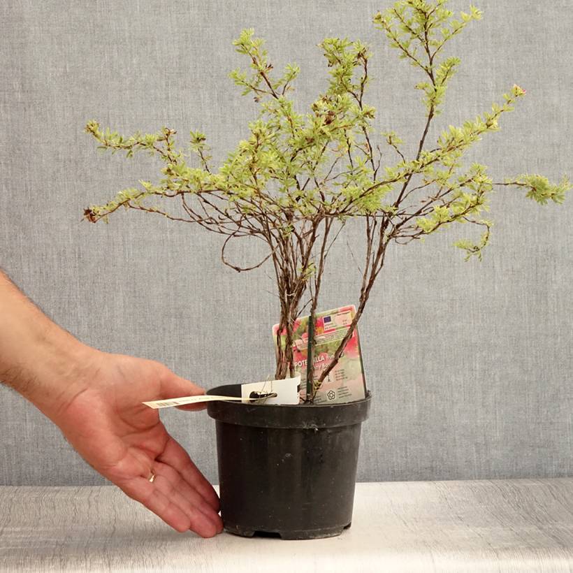 Potentilla fruticosa Danny Boy - Potentille arbustive à fleurs simples rose framboise Pot de 2L/3L - Image 2