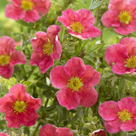 Potentilla fruticosa Danny Boy - Potentille arbustive à fleurs simples rose framboise Pot de 2L/3L - Image 1