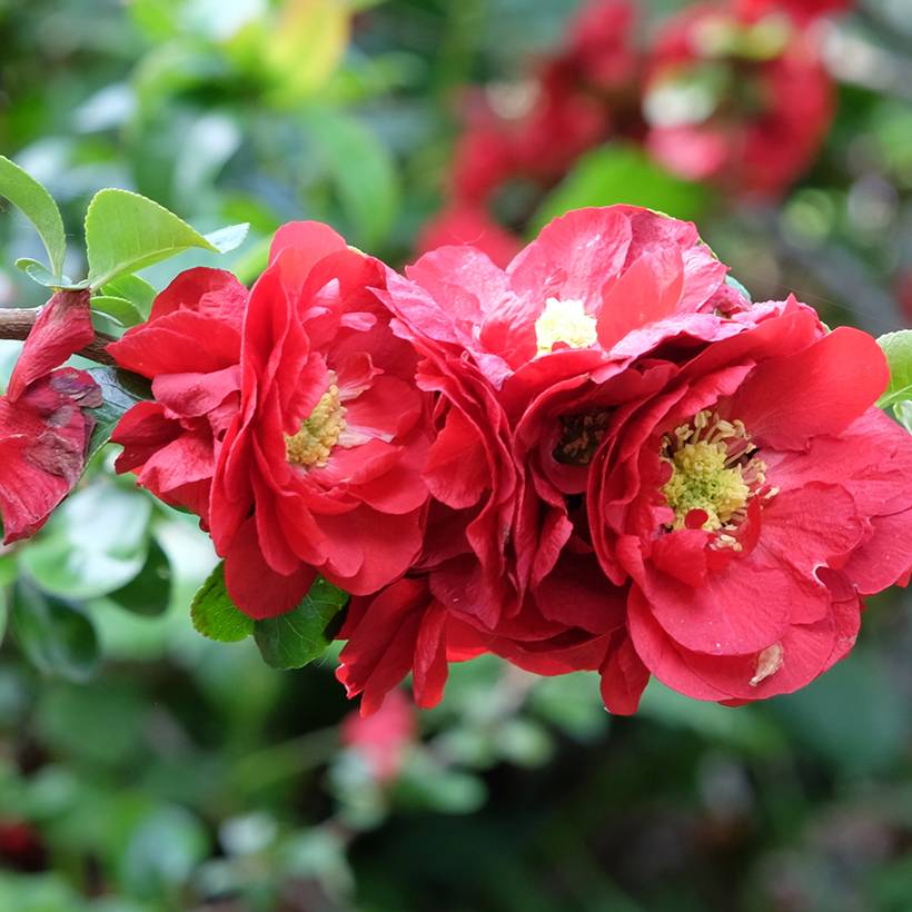 Promesse de Fleurs - Cognassier du Japon - Chaenomeles speciosa Scarlet Storm   Pot de 3L/4L - Image 1
