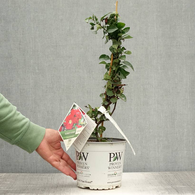 Promesse de Fleurs - Cognassier du Japon - Chaenomeles speciosa Scarlet Storm   Pot de 3L/4L - Image 2