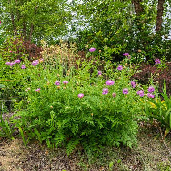 Centaurea dealbata - Centaurée de Perse Godet de 8/9 cm