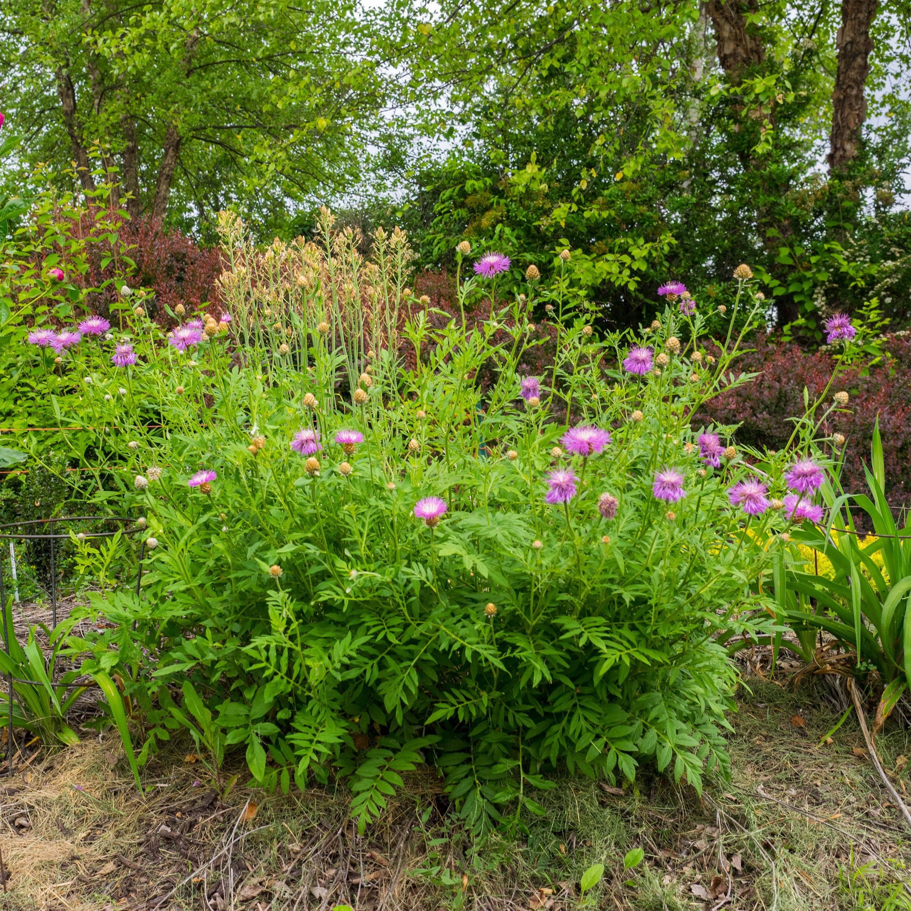 Centaurea dealbata - Centaurée de Perse Godet de 8/9 cm