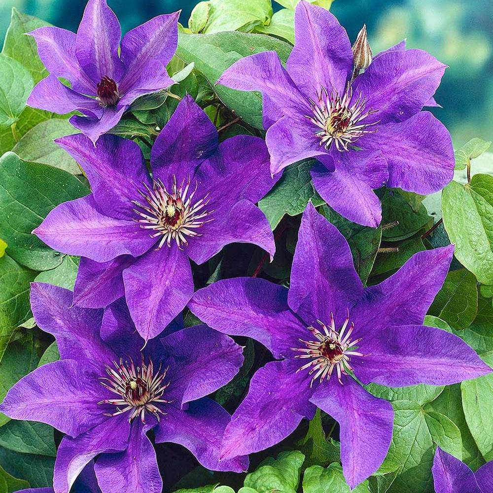 Gardenersdream - Clématite 'Le Président' plante florifère grimpante vivace pot 9 cm - GardenersDream - Image 1
