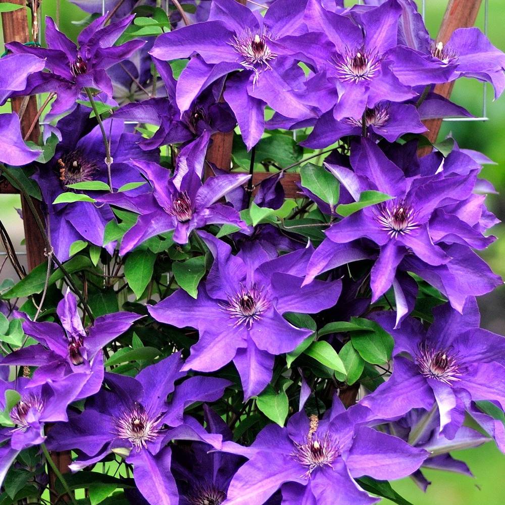Gardenersdream - Clématite 'Le Président' plante florifère grimpante vivace pot 9 cm - GardenersDream - Image 2