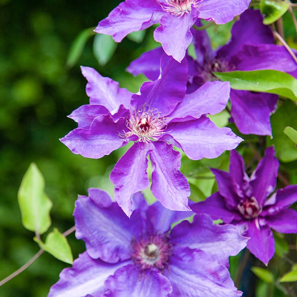 Gardenersdream - Clématite 'Le Président' plante florifère grimpante vivace pot 9 cm - GardenersDream - Image 5