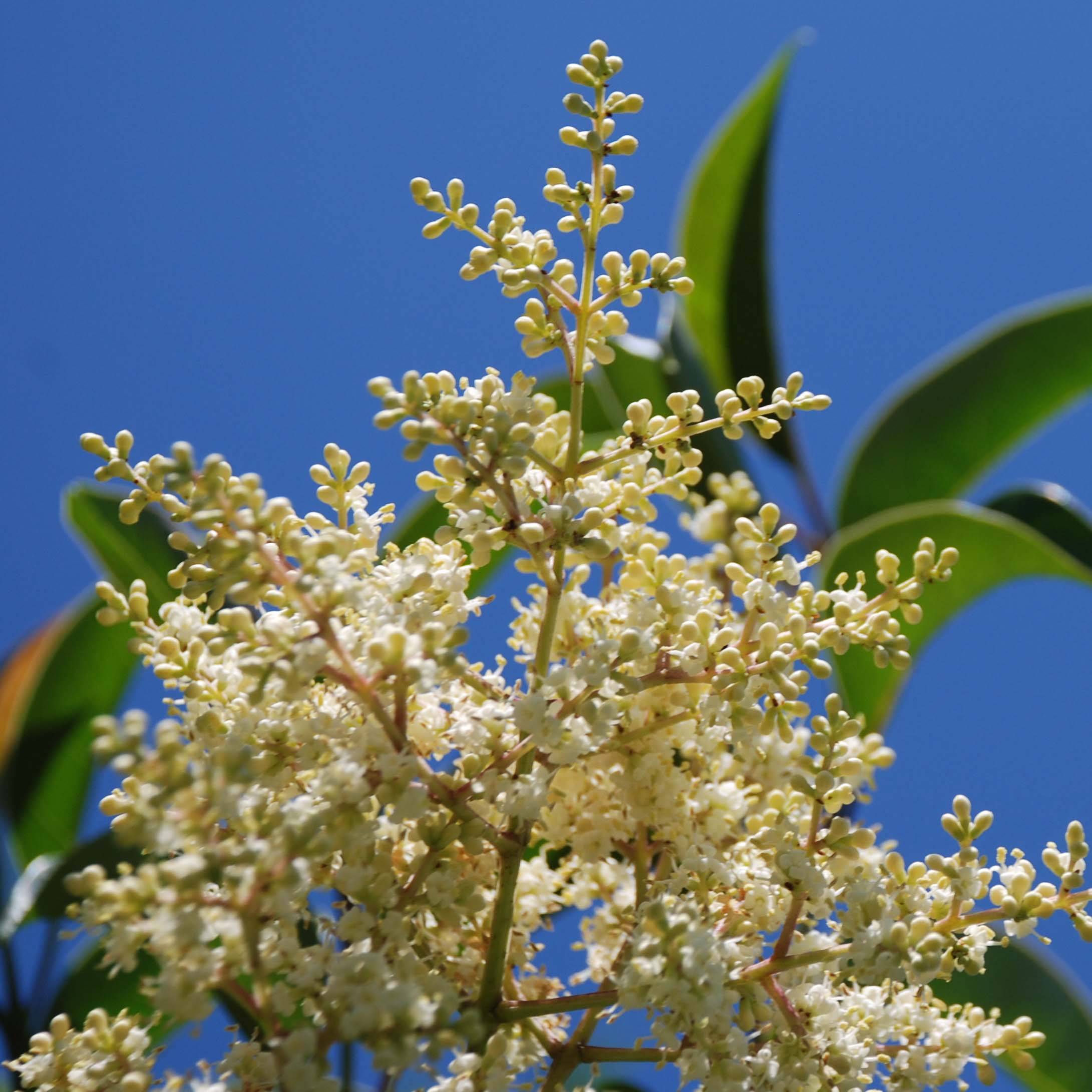 Promesse de Fleurs - Troène de Chine - Ligustrum lucidum Godet de 8/9 cm
