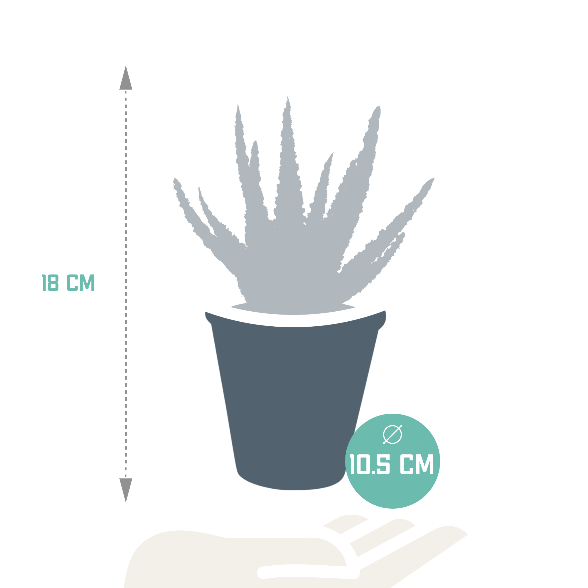 Aloe zebrina - en pot terre cuite - Ø10,5cm - ↕23cm - Plantes d’intérieur - Image 2